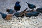 Rusty Blackbird