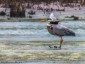 05-20-23 Black Tern – HVRT/Millerton NY