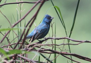 Indigo Bunting at Buttercup East
