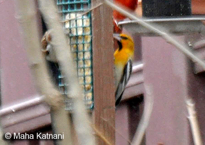  Bullock's Oriole - the black throat nicely shows in this image