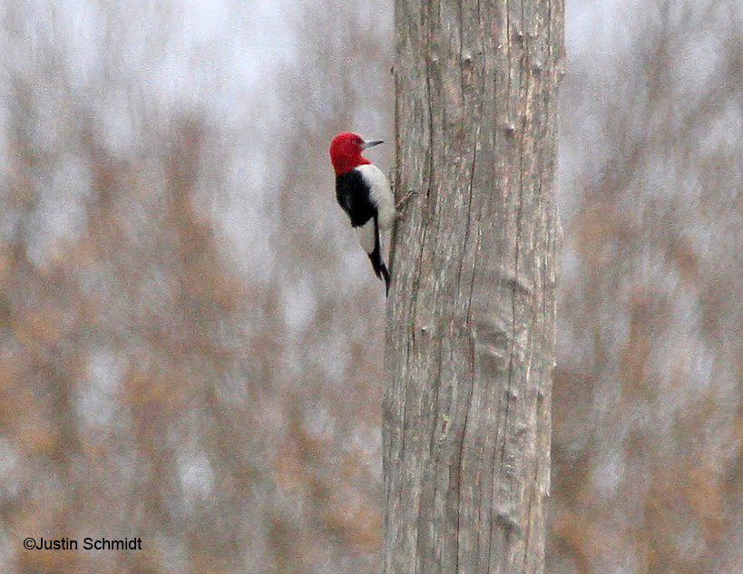 Red-headed Woodpecker- Rhinebeck NY