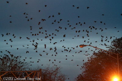 Crows - Night Roost, Poughkeepsie 