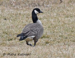 Cackling Goose - © Maha Katnani