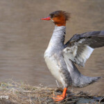 Common Merganser