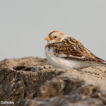 Snow Bunting