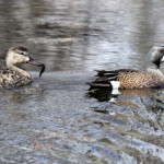 Blue-winged Teal