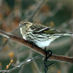 Pine Siskin