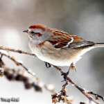American Tree Sparrow
