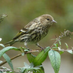 Pine Siskin