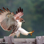 Red-tailed Hawk