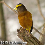Evening Grosbeak