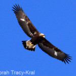 Golden Eagle (immature)