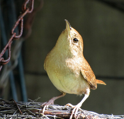 House Wren