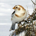 Snow Bunting