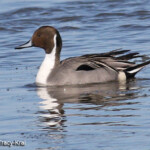 Northern Pintail