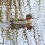 Green-winged Teal
