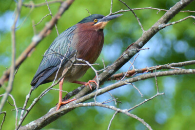 Green Heron by Maha Katnani