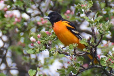 Baltimore Oriole