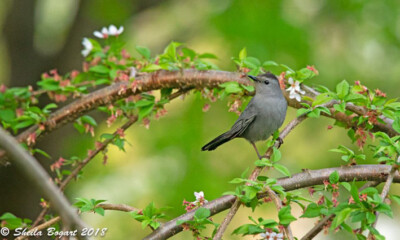 Gray Catbird - Sheila Bogart