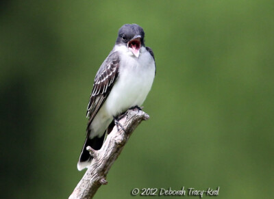 Eastern Kingbird