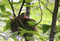 American Robin - © Carena Pooth