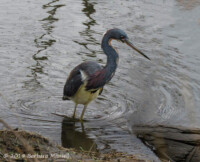 Tricolored Heron - ©Barbara Mansell