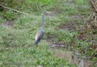 Tricolored Heron - ©Barbara Mansell