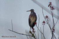 Tricolored Heron - ©Barbara Mansell