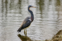 Tricolored Heron © 2019 Susan Rogers