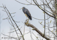 Tri-colored Heron - ©Deb Tracy-Kral