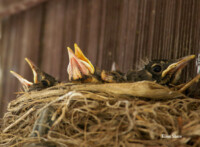 American Robin - © Elisa Shaw