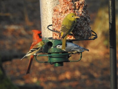 Summer Tanager (female) - ©Stephen Fischer