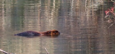 Beaver - © Carena Pooth
