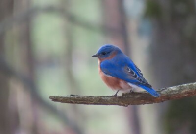 Eastern Bluebird - © Carena Pooth
