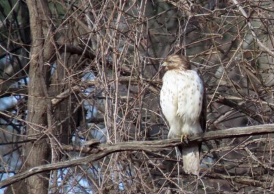 Red-shouldered Hawk (immature) -© Carena Pooth