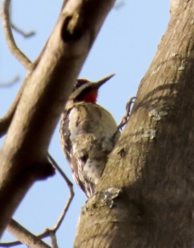 Yellow-bellied Sapsucker - © Carena Pooth