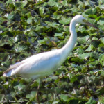 Juvenile Little Blue Heron - ©2021 Susan Joseph
Wappingers Creek 7.28
Wappingers Creek 7.28.2021