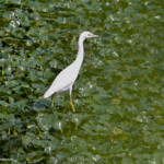 Juvenile Little Blue Heron - ©David Chernack
Wappingers Creek 7.28.2021