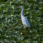 Juvenile Little Blue Heron ©2021 Deborah Tracy-Kral
Wappingers Creek 7.28.2021