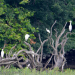 Juvenile Little Blue Heron with Great Egrets - © David Chernack
Wappingers Creek 7.28.2021